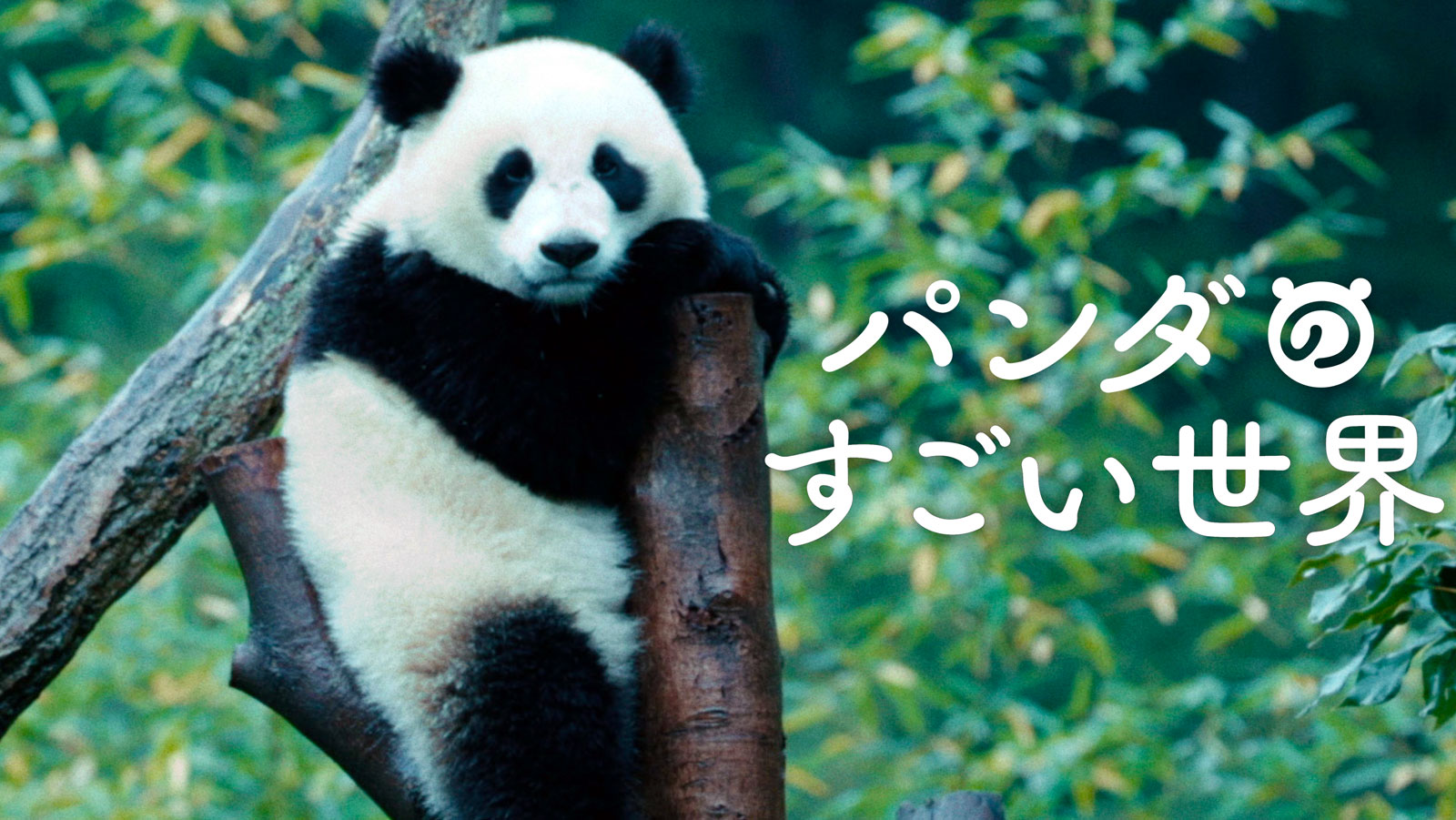 パンダのすごい世界